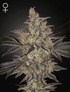 Green House Seeds-Frosted Guava Auto