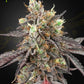 Green House Seeds-Gelato 41 x Gelato 41 Auto