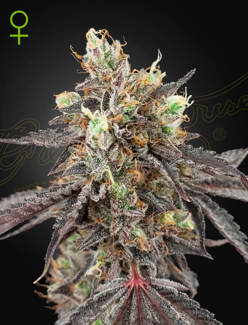 Green House Seeds-Gelato 41 x Gelato 41 Auto