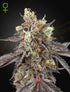 Green House Seeds-Gelato 41 x Gelato 41 Auto