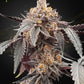 Green House Seeds-Guava x Gelato 41 Auto