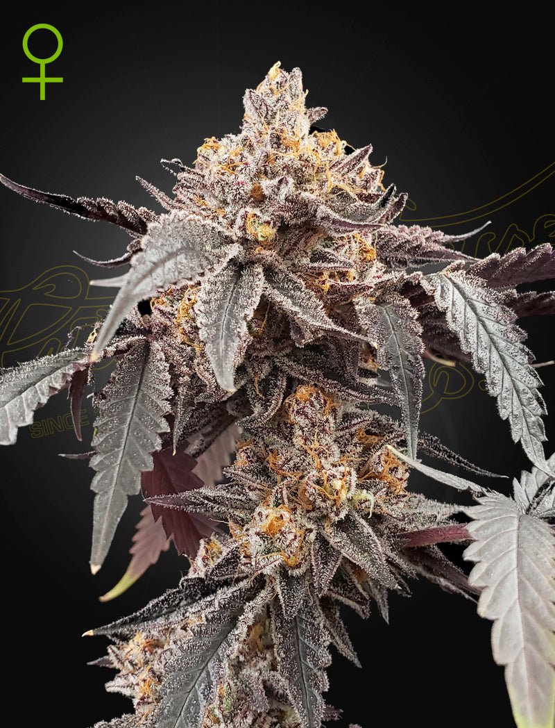 Green House Seeds-Guava x Gelato 41 Auto