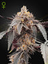 Green House Seeds-Guava x Gelato 41 Auto