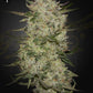 Green House Seeds-HighCloudZ Auto