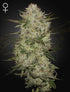 Green House Seeds-HighCloudZ Auto