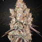 Green House Seeds-Holy Snow