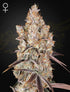Green House Seeds-Holy Snow