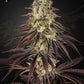 Green House Seeds-Kong's Krush