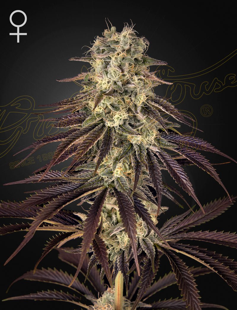 Green House Seeds-Kong's Krush