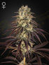 Green House Seeds-Kong&