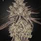 Green House Seeds-Skywalker Auto