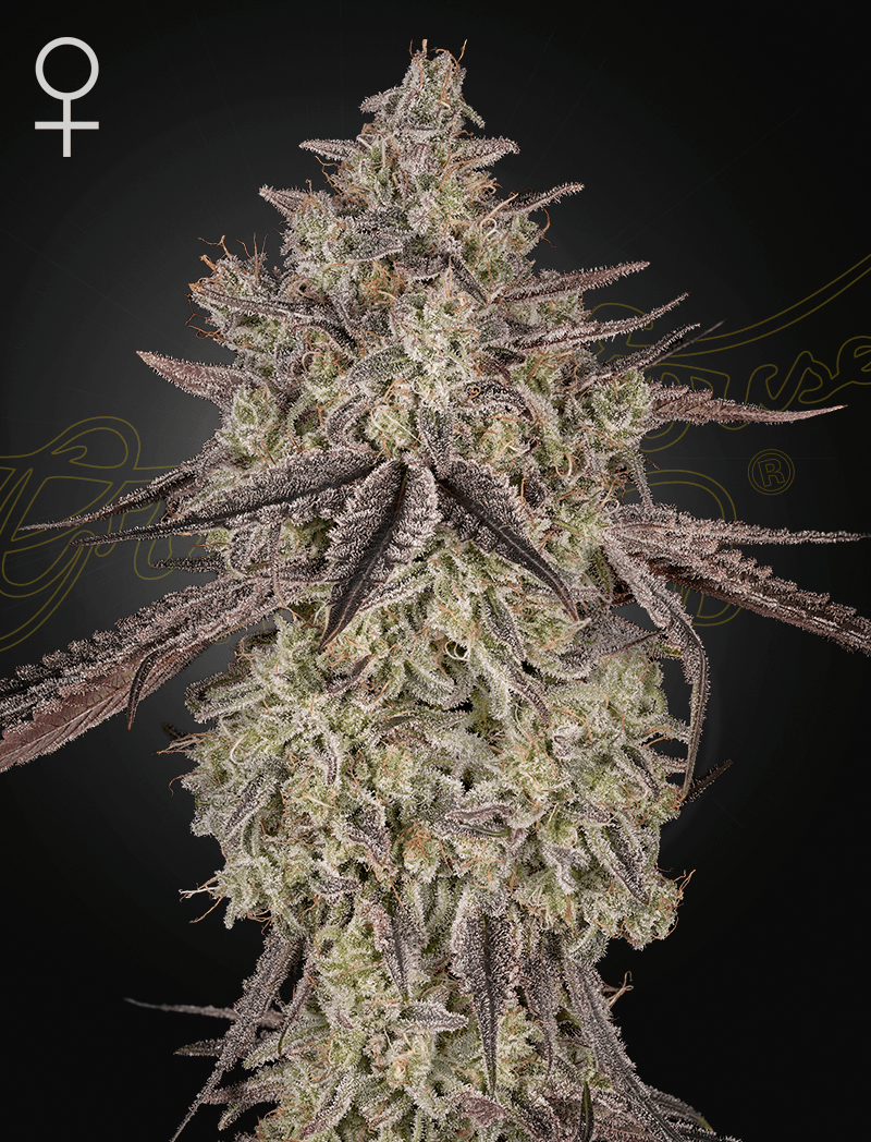 Green House Seeds-Skywalker Auto