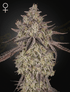 Green House Seeds-Skywalker Auto
