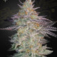 Green House Seeds-Super Banana Mango