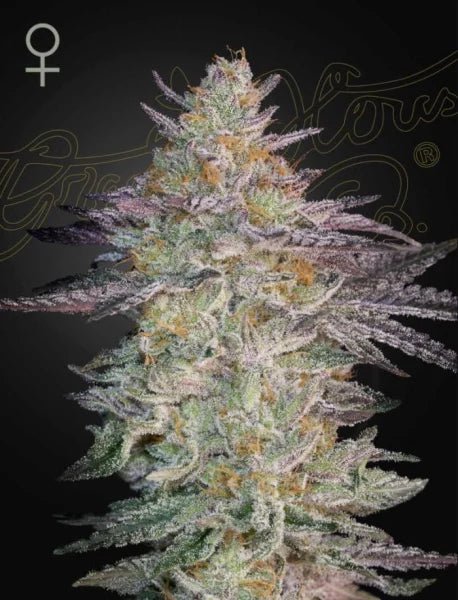 Green House Seeds-Super Banana Mango