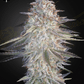 Green House Seeds-Super Lemon Haze x Pink Candy