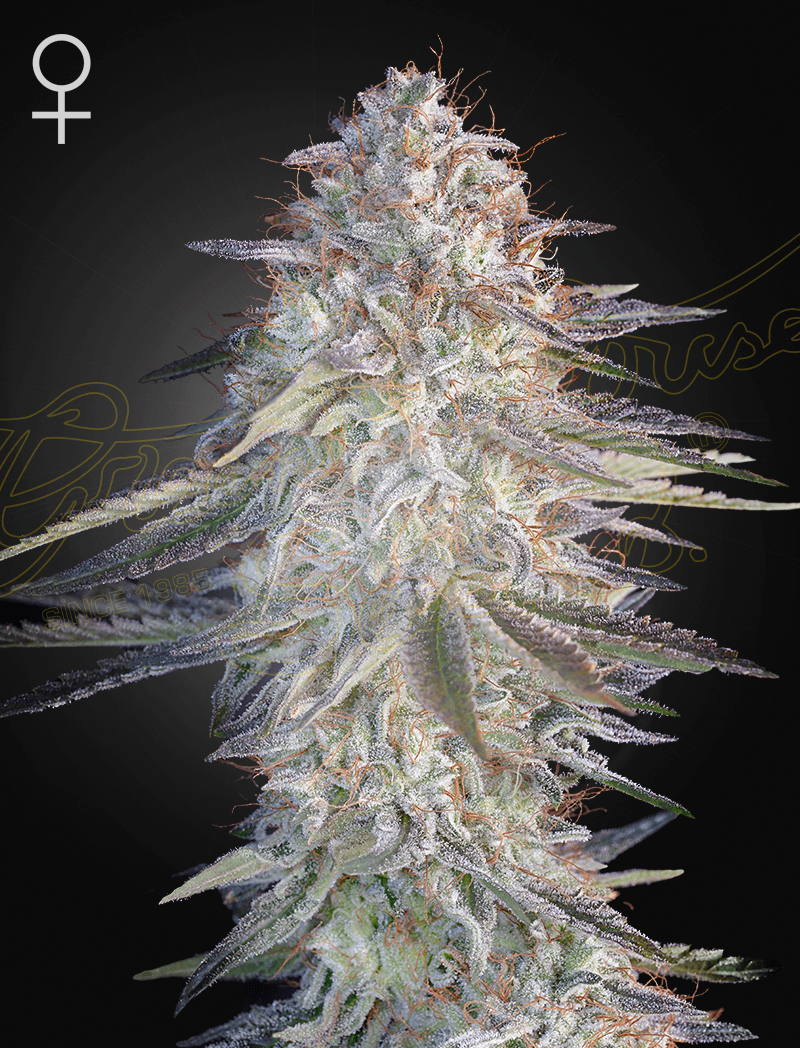 Green House Seeds-Super Lemon Haze x Pink Candy
