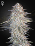 Green House Seeds-Super Lemon Haze x Pink Candy
