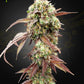 Green House Seeds-West Coast OG x Gelato 41 Auto