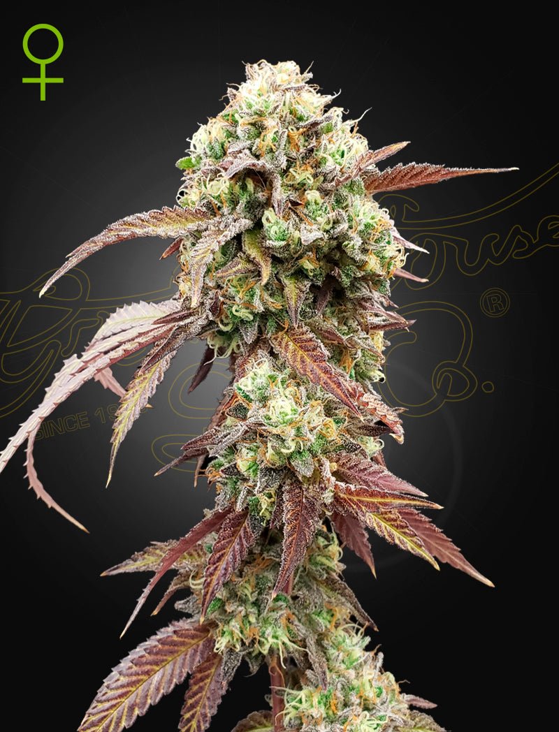 Green House Seeds-West Coast OG x Gelato 41 Auto