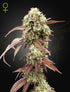 Green House Seeds-West Coast OG x Gelato 41 Auto