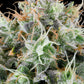Grounded Genetics-Apple Drops