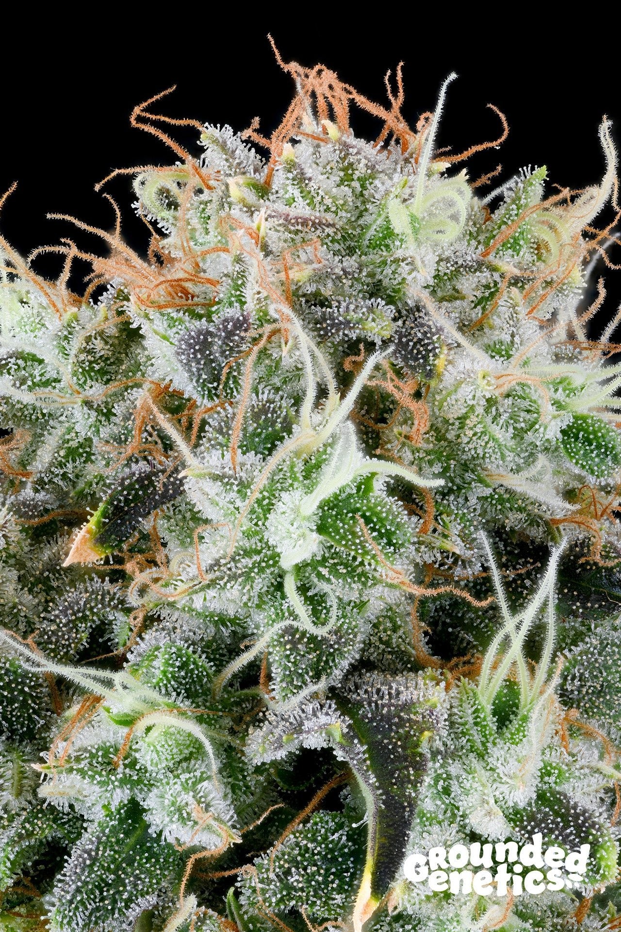 Grounded Genetics-Apple Drops
