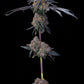 Grounded Genetics-Blu Zang
