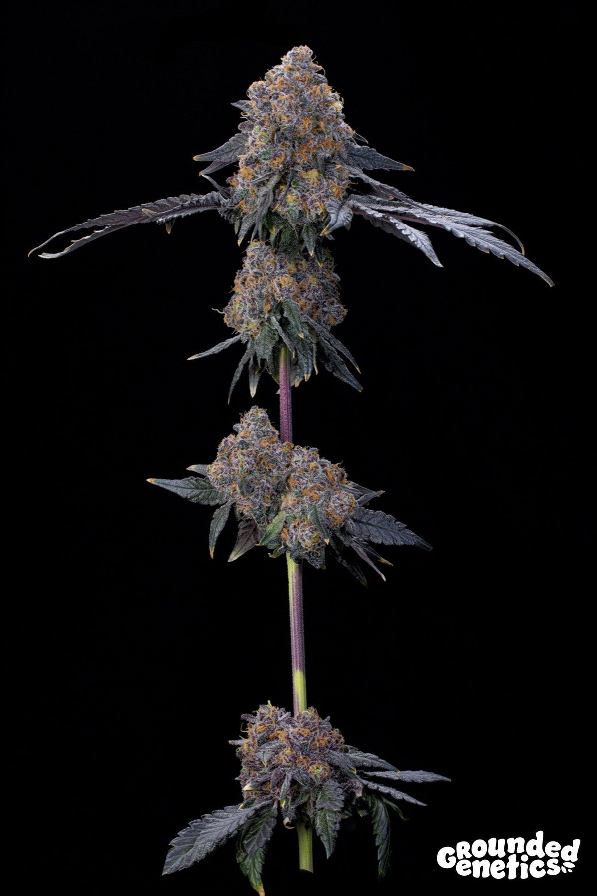 Grounded Genetics-Blu Zang
