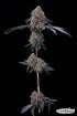 Grounded Genetics-Blu Zang