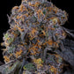 Grounded Genetics-Blu Zang