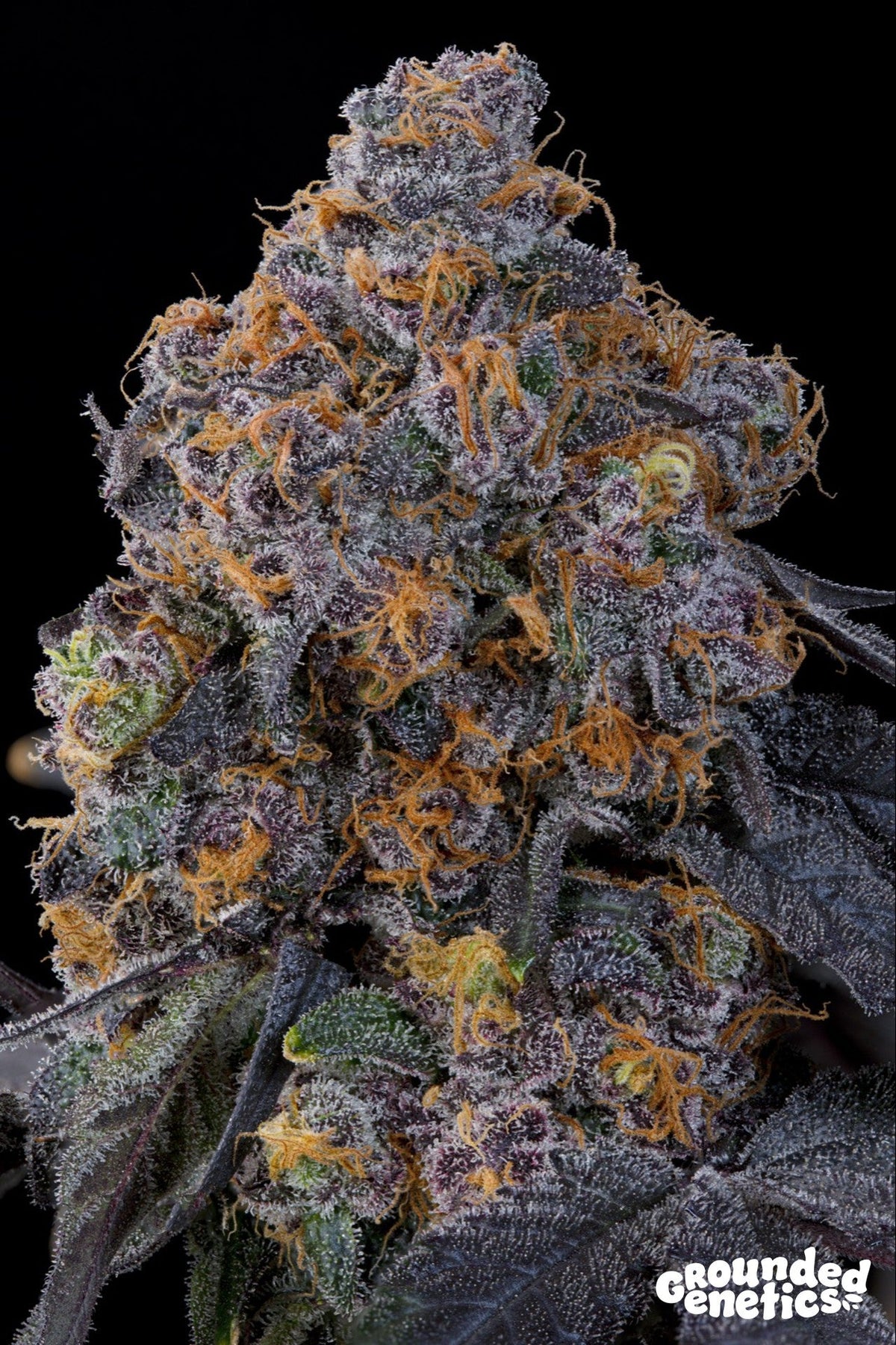 Grounded Genetics-Blu Zang