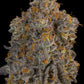 Grounded Genetics-Blue Bacio