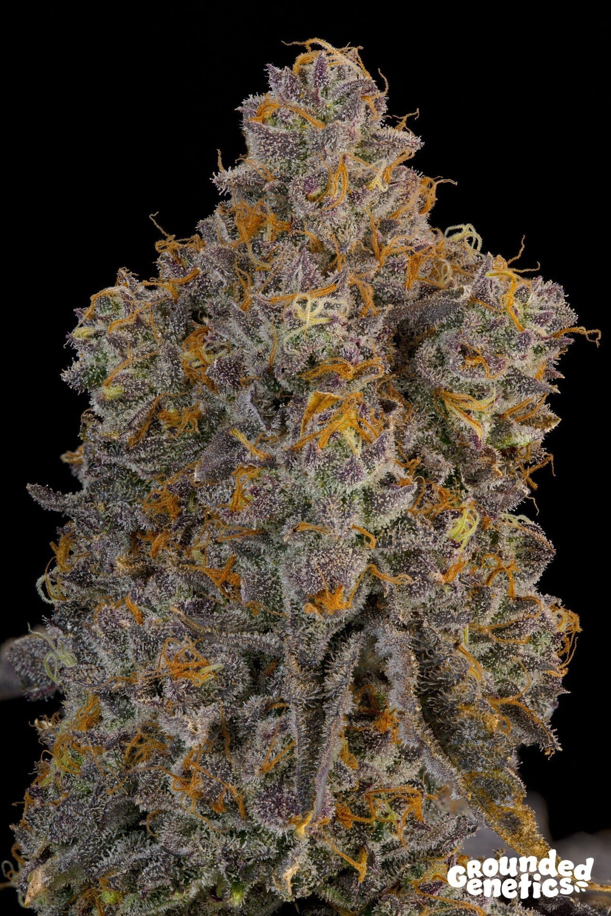 Grounded Genetics-Blue Bacio