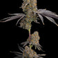 Grounded Genetics-Blue Bacio