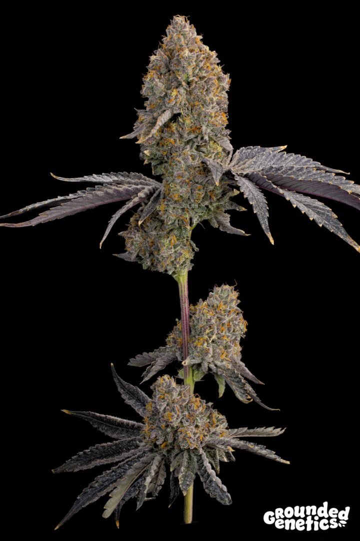 Grounded Genetics-Blue Bacio
