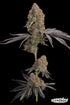 Grounded Genetics-Blue Bacio