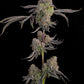 Grounded Genetics-Blue Beluga