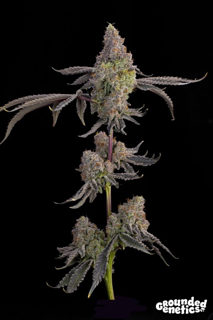 Grounded Genetics-Blue Beluga