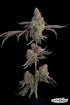 Grounded Genetics-Blue Beluga