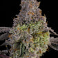Grounded Genetics-Blue Beluga