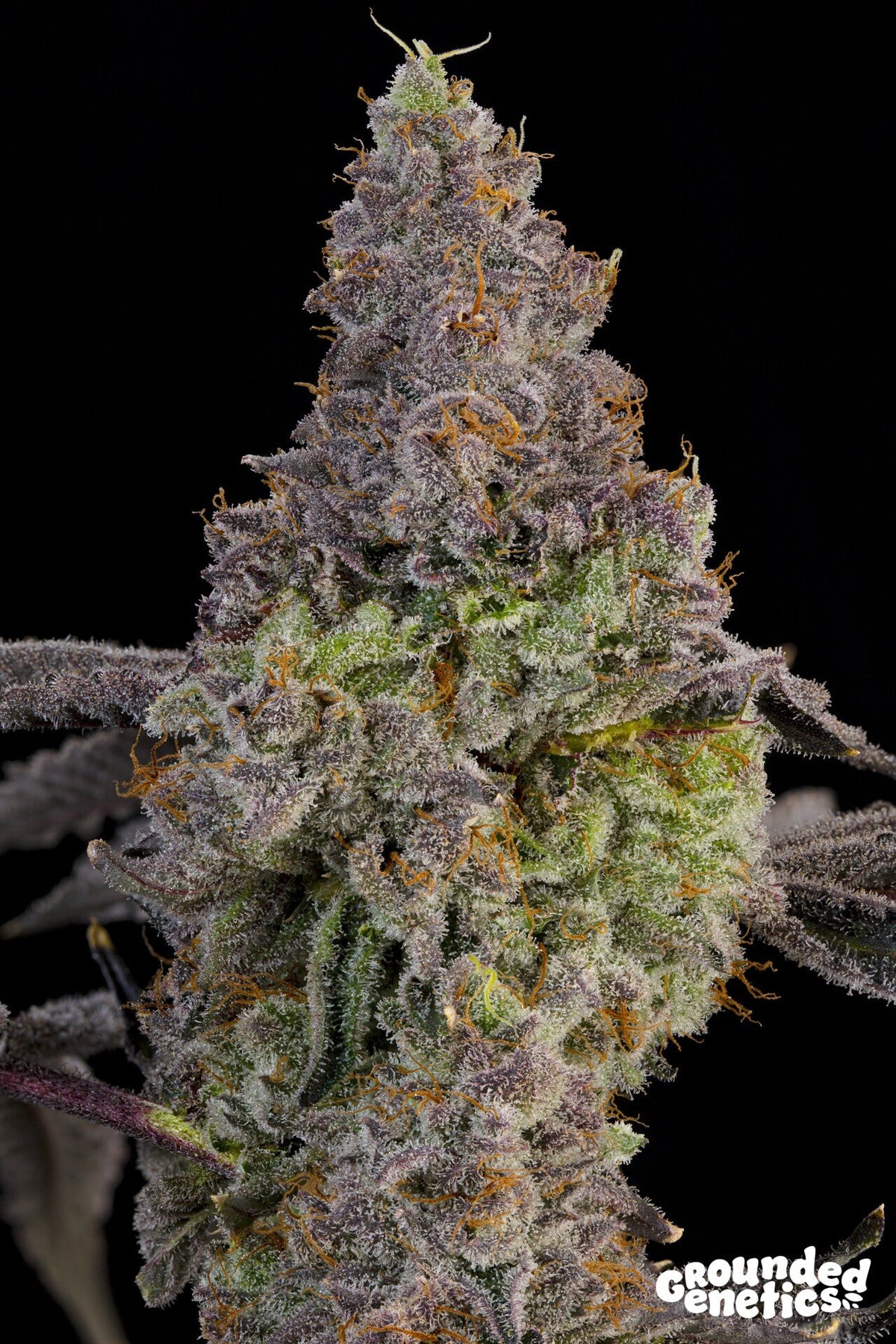 Grounded Genetics-Blue Beluga