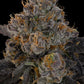 Grounded Genetics-Blue Honey