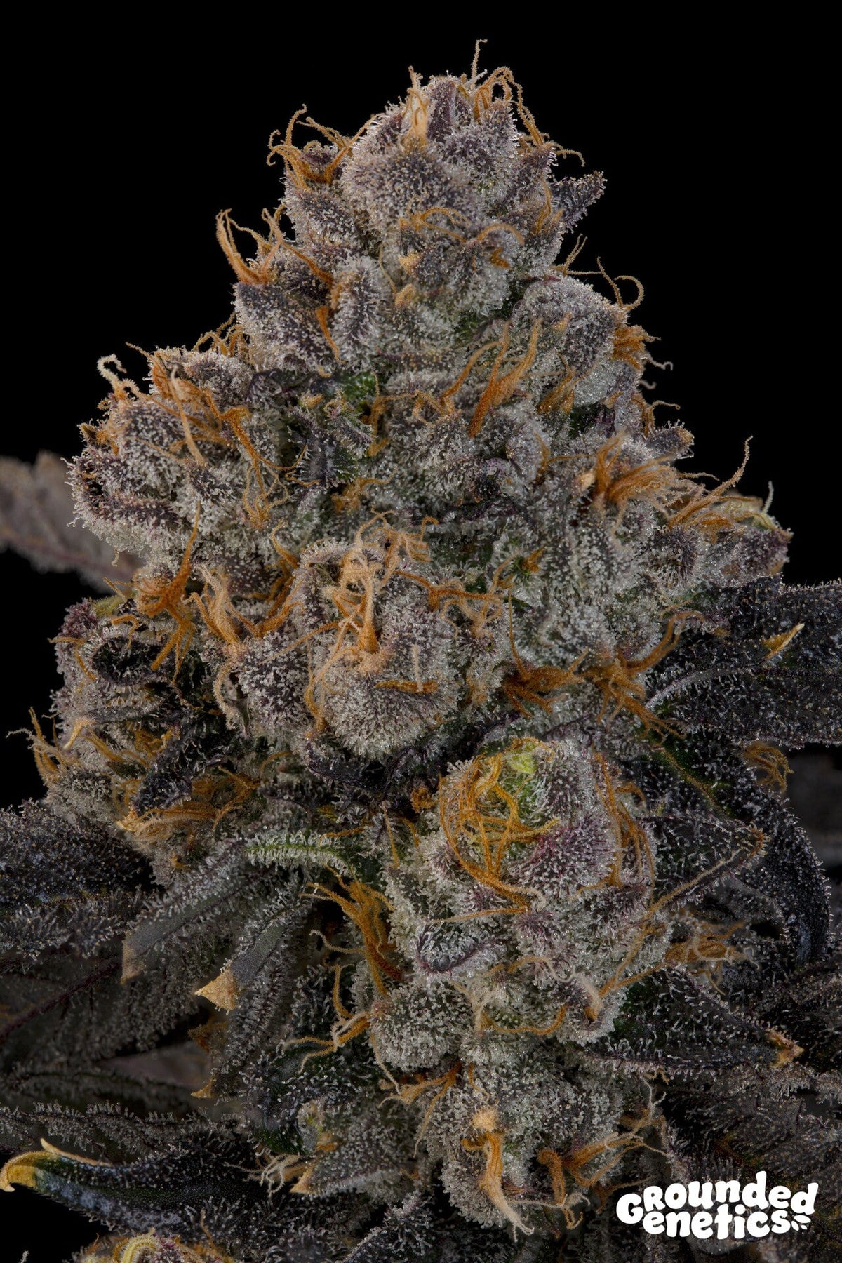 Grounded Genetics-Blue Honey