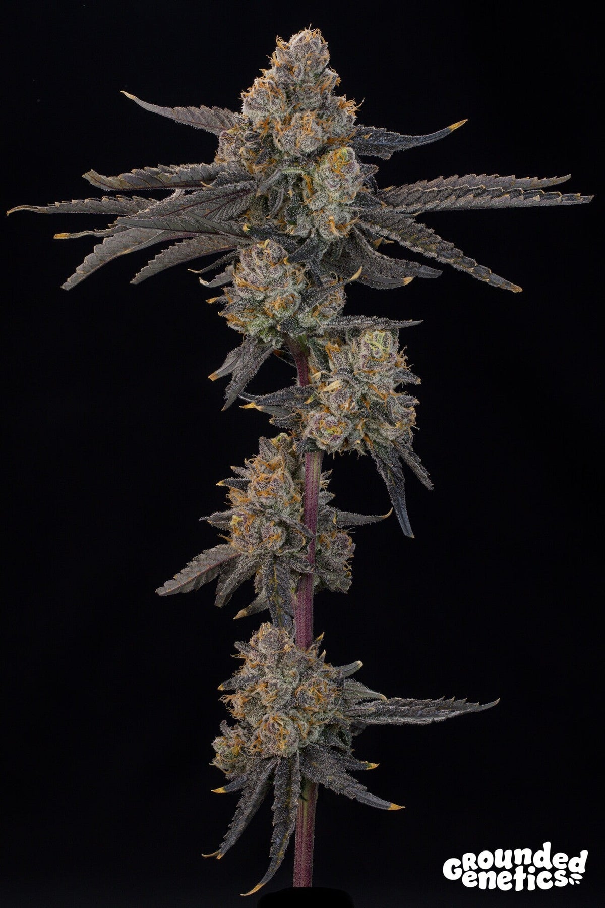 Grounded Genetics-Blue Honey