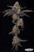 Grounded Genetics-Blue Honey