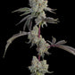 Grounded Genetics-Chrome Sherb