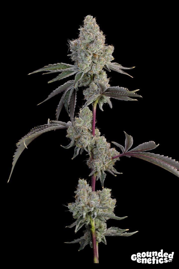 Grounded Genetics-Chrome Sherb