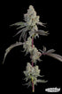 Grounded Genetics-Chrome Sherb