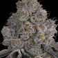 Grounded Genetics-Chrome Sherb
